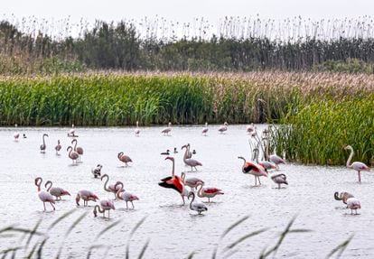 El pasado año fue el mayor año de avistamiento de aves en l'Albufera y entre ellos flamencos procedentes de Doñana. En la imagen, El Tancat de la Pipa.