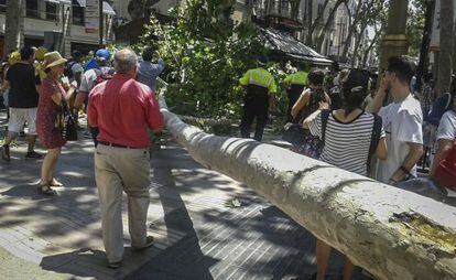 Un plátano caído en las Ramblas.