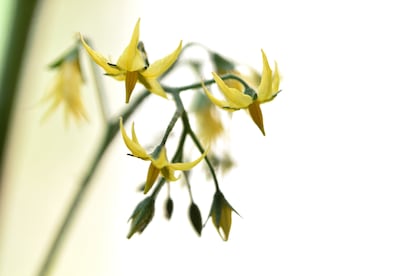 Imagen del nodo de las flores de las que nacerá un tomate.