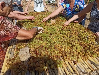 Varias mujeres extienden la uva para su secado en Pedreguer (Alicante).