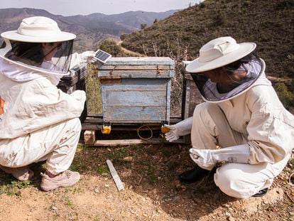 La presidenta de la Asociación del Rincón de la Abeja, Paloma Vecino y una compañera controlan los paneles de abejas en la finca apícola Joseillo, que forma parte del proyecto Smart Green Bees, en Málaga el 15 de febrero de 2023.