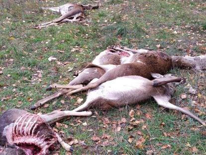 Ciervos muertos abandonados fuera de un coto de caza de la Sierra de Segura, en Jaén. / FACEBOOK DE JOSÉ LUIS GONZÁLEZ