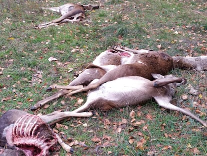 Ciervos muertos abandonados fuera de un coto de caza de la Sierra de Segura, en Jaén. / FACEBOOK DE JOSÉ LUIS GONZÁLEZ