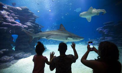 Turistas y locales observan tiburones en el Underwater Observatory Marikne Park, en un hotel en la ciudad de Eliat (Israel).