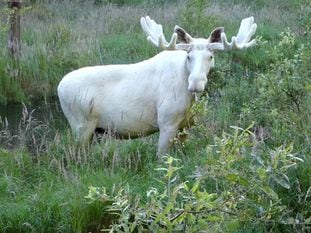 Ejemplar de alce blanco en Suecia.