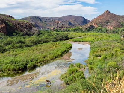 El río Sonora, que sufrió en 2014 el peor vertido minero de la historia de México, en julio de 2019.