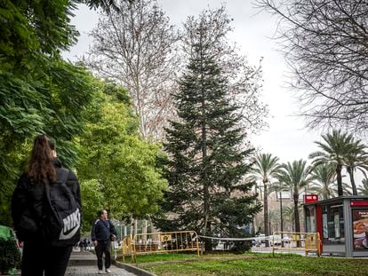 El abeto italiano, comprado por la concejalía de Parques y Jardines de Valencia, que dirige Juanma Badenas, replantado en el bulevar sur de Valencia después de emplearse de ornato navideño en la plaza de la Reina.