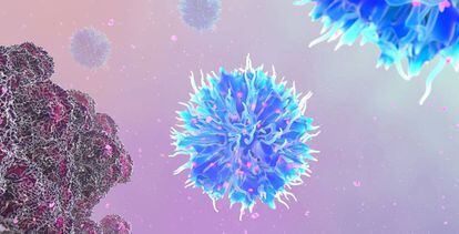 Las células T se activan y se multiplican contra las células cancerígenas.