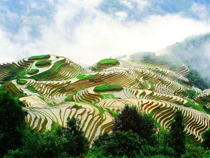 Esplanadas de arroz no condado de Longsheng (Chinesa).