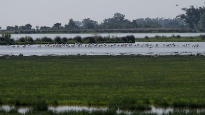 Aves en el Charco de la Boca, en el Parque Nacional de Doñana, el pasado febrero.