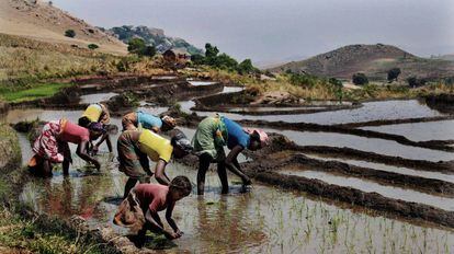 Varias mujeres y una niña plantan arroz cerca de Solila, en Madagascar.