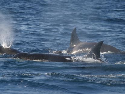 Orcas en el estrecho de Gibraltar.