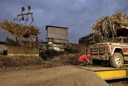 La industria española adquiere materia prima en Africa y América. En la imagen, caña de azúcar para refinado en unas instalaciones mexicanas.