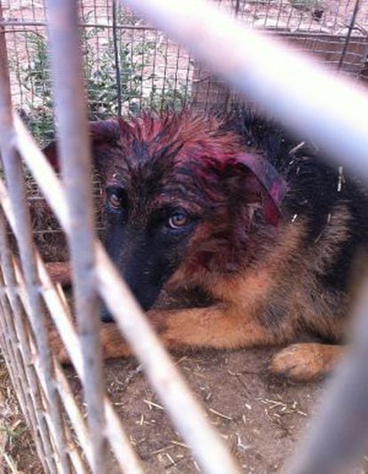 Uno de los perros en propiedad del denunciado por maltrato animal en Solsona.