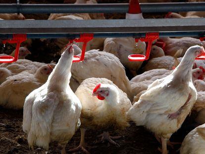 Los costes de las explotaciones avícolas se han disparado por el precio de la energía. En la imagen, una granja de pollos.