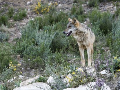 Un lobo de una manada criada en semilibertad en Robledo de Chavela (Madrid).