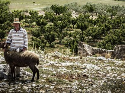 Jesús Beneito, con una de las ovejas de su rebaño en los alrededores de Agres, un municipio de Alicante.