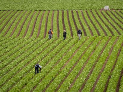 Varios trabajadores recogen lechugas en a pedanía murciana de Lobosillo el 6 de noviembre.
