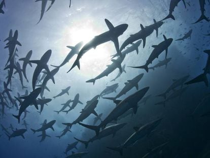 Un grupo de tiburones en las aguas del archipiélago Revillagigedo.