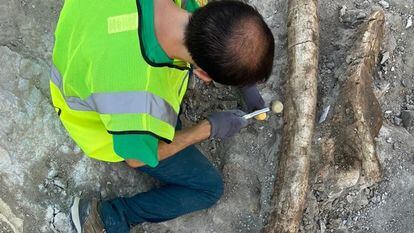 Un paleontólogo excava los restos de unos de los elefantes hallados en Villa de Vallecas.