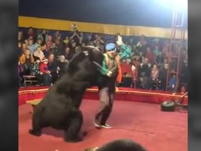 Otro de los trabajadores del circo intentó detener al animal mediante patadas y descargas eléctricas