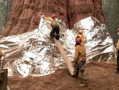 Bomberos cubren con aluminio una secuoya, este viernes en el Parque Nacional de las Secuoyas.