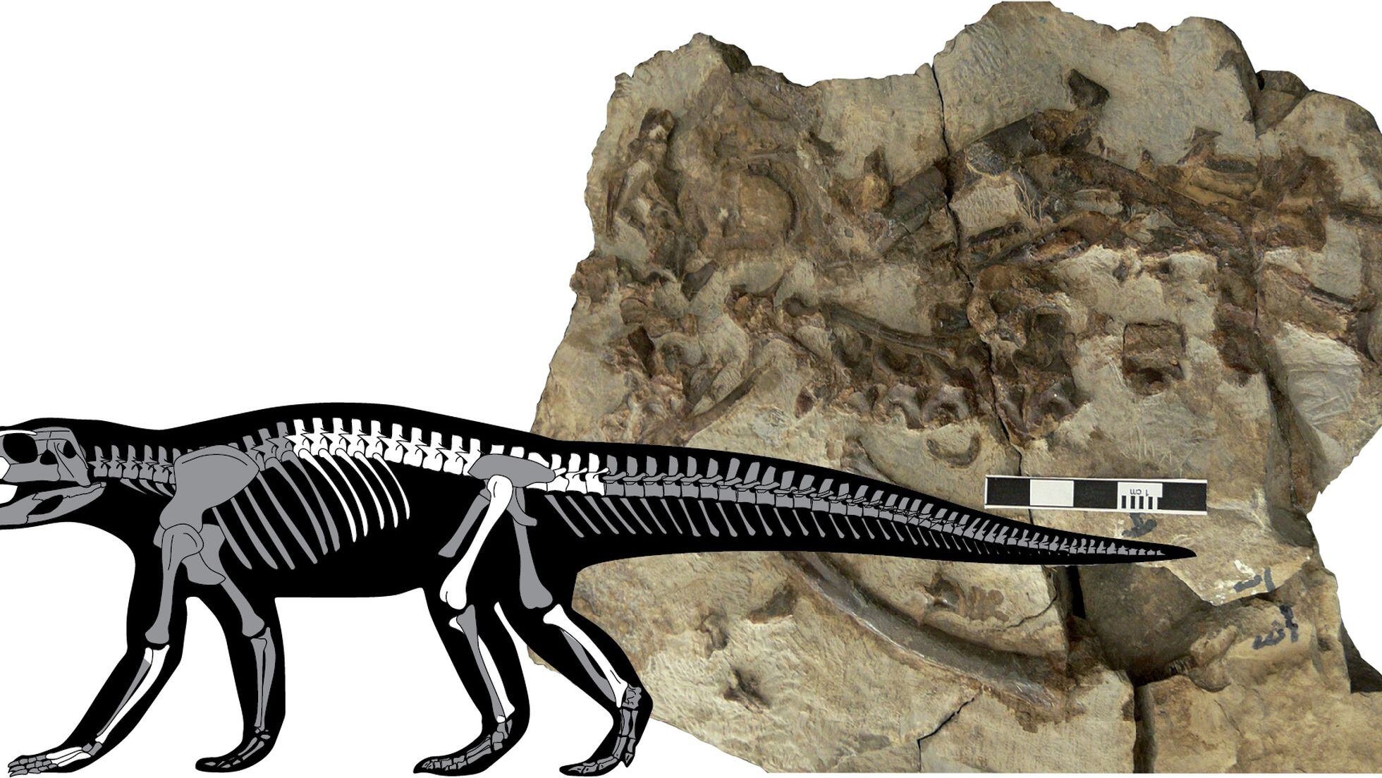 Un fósil robado en los Pirineos cambia la historia evolutiva de los  cocodrilos | Ciencia | EL PAÍS