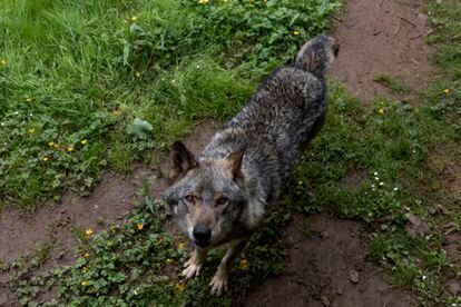'Aullador', uno de los lobos del recinto de La Casa del Lobo en Belmontre de Miranda (Asturias), en mayo. 