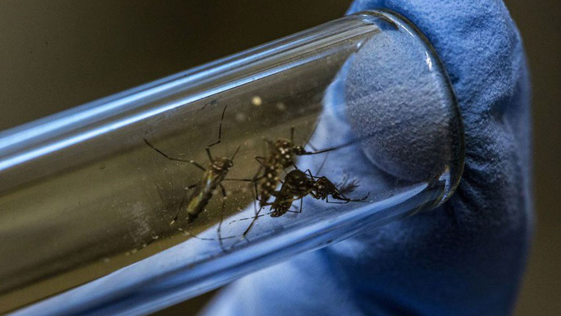 Síntomas: ¿Qué es el dengue? Preguntas y respuestas | Internacional | EL  PAÍS
