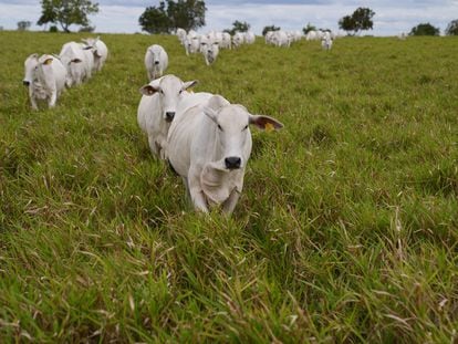 Algunas de las cabezas de ganado de la Hacienda San José, en Vichada (Colombia), a escasos 30 kilómetros de la frontera con Venezuela.