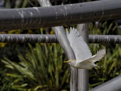 Un esplugabous aquest dimarts al parc Diagonal Mar.