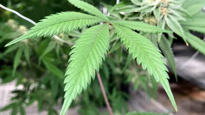 Una planta de marihuana, cultivada en Nuevo México (Estados Unidos).
