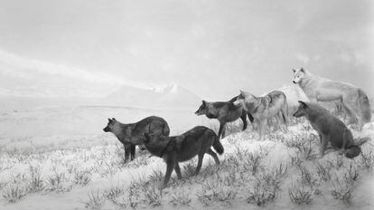 'Lobos de Alaska' (1994).
