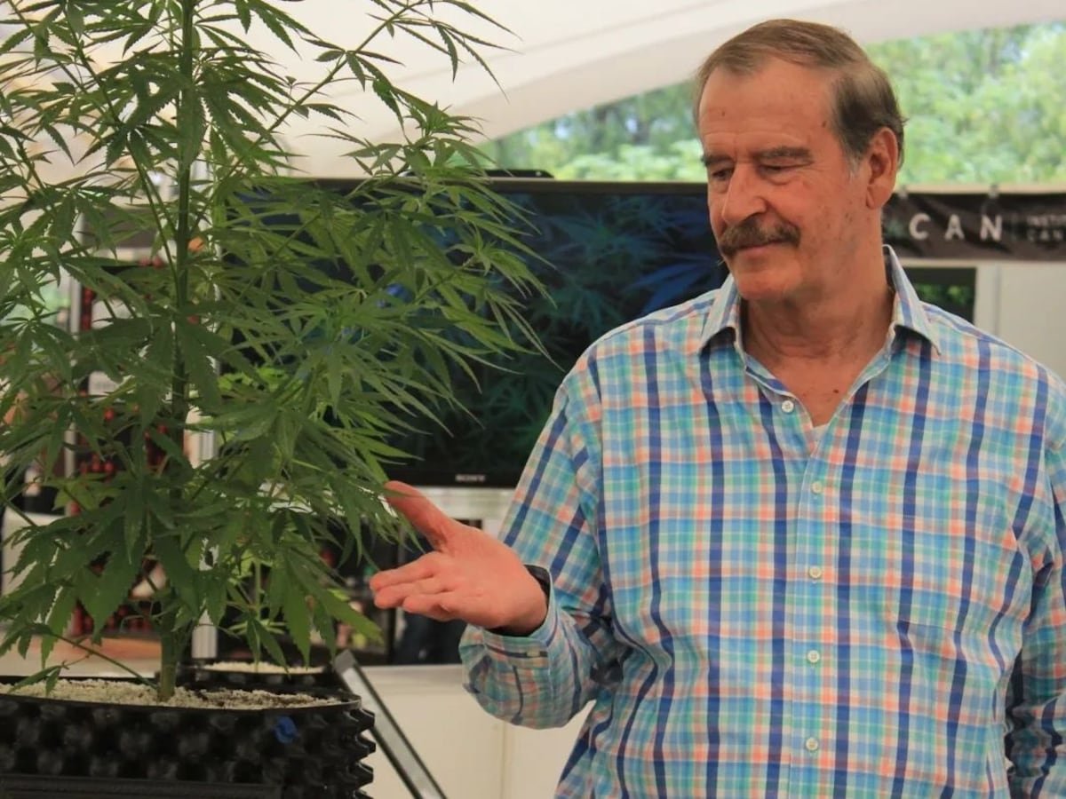 López Obrador afirma que Cofepris dio licencias a empresas vinculadas a Vicente Fox para vender derivados del cannabis