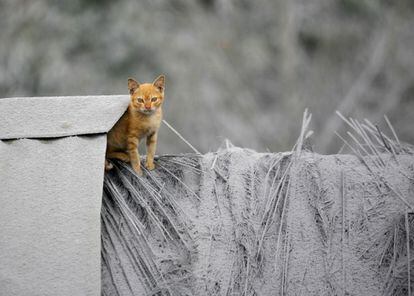 Un gato en el techo de una vivienda, cubierta de ceniza por la erupción del volcán Sinabung en Mardingding, Norte de Sumatra, Indonesia, 6 de noviembre de 2013.