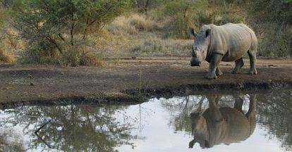 Rinoceronte en la reserva privada Edení Game, en Sudáfrica.