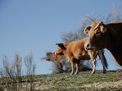 Explotación de vacas en Colmenar Viejo (Madrid), el mes pasado.