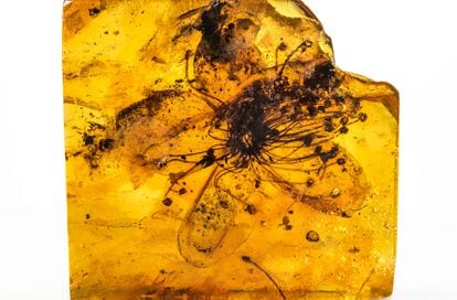 Largest flower trapped in amber