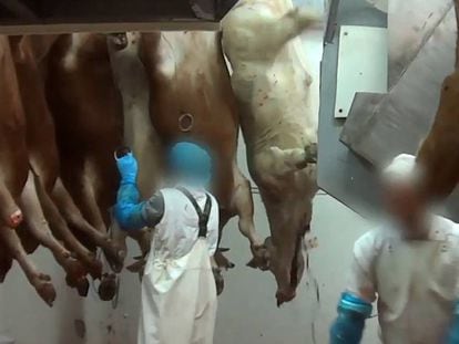 Dos trabajadores de Carnes Sierra Madrid, SA, en unas imágenes grabadas por un infiltrado.
