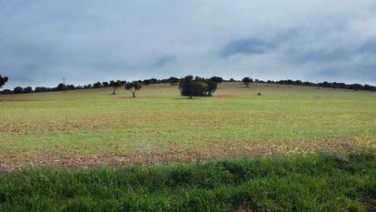 Campo entre Torrenueva y Torre de Juan Abad (Ciudad Real) donde Quantum investiga tierras raras.