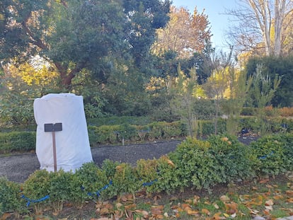 Madroño canario protegido contra el frío por una malla térmica en el Real Jardín Botánico de Madrid.