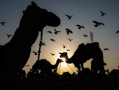 -FOTODELDIA- MESAIEED, 21/11/2022.- Vista de algunos de los camellos encargados de pasear turistas en la zona de las dunas de Mesaieed, a unos 80 km de la ciudad de Doha, Catar, el 20 de noviembre de 2022. La Copa Mundial de Fútbol de la FIFA Qatar 2022 se desarrolla en Catar del 20 de noviembre al 18 de diciembre de 2022. EFE/ Antonio Lacerda
