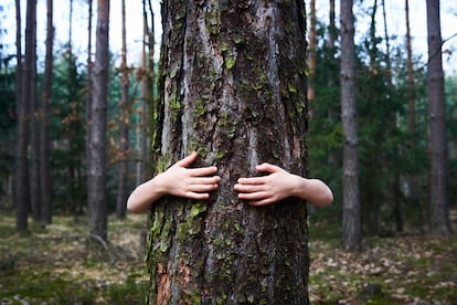 La compañía ha firmado acuerdo con WWF España en un proyecto de reforestación en el Parque do Xurés, en Ourense, víctima de los incendios.