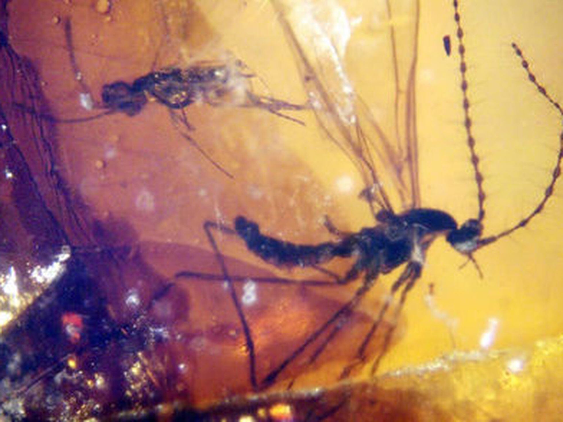 Hallados en Cantabria insectos prehistóricos desconocidos atrapados en ámbar | Sociedad | EL PAÍS