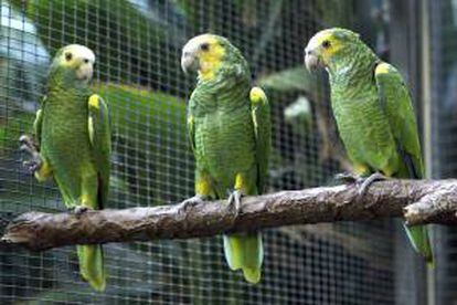 En la imagen, tres ejemplares de loro orejiamarillo en el Loro Parque, ayer en Tenerife.