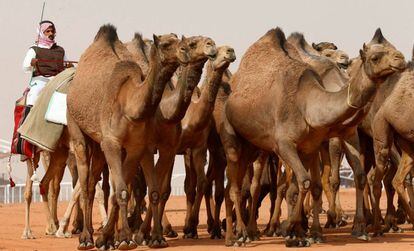 Un hombre guía el pasado viernes a un grupo de camellos que participaron en el King Abdulaziz Camel Festival, en Riad.