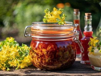 Flores de hierba de San Juan macerando en aceite de oliva, que se tiñe de rojo por la hipericina, el compuesto químico con propiedades terapéuticas que contiene la planta