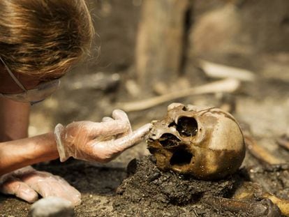 Un investigador analiza un cráneo en el yacimiento de Alken Enge (Dinamarca)