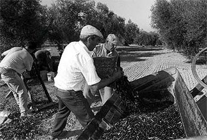 Varios trabajadores del campo recolectan aceituna en una finca de El Coronil (Sevilla).