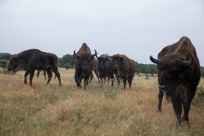 Una manada de bisontes que vive en semilibertad en una finca en Cubillo, Segovia.